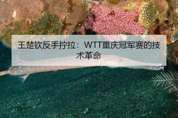 王楚钦反手拧拉：WTT重庆冠军赛的技术革命